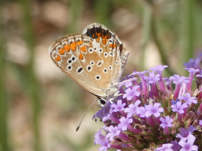 Aricia agestis - szerecsenboglárka