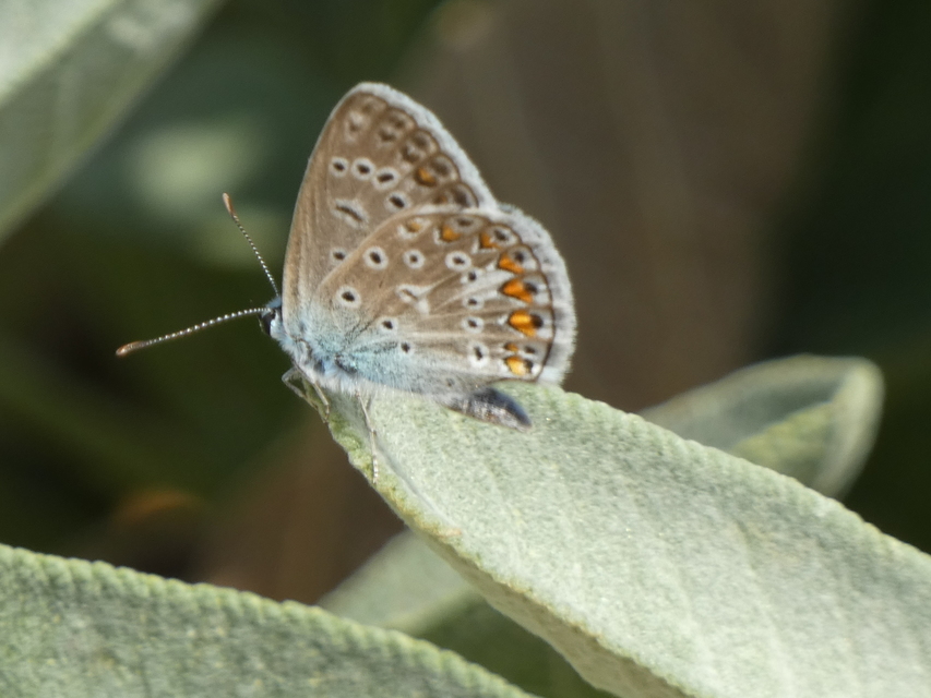 Polyommatus icarus - közönséges boglárka