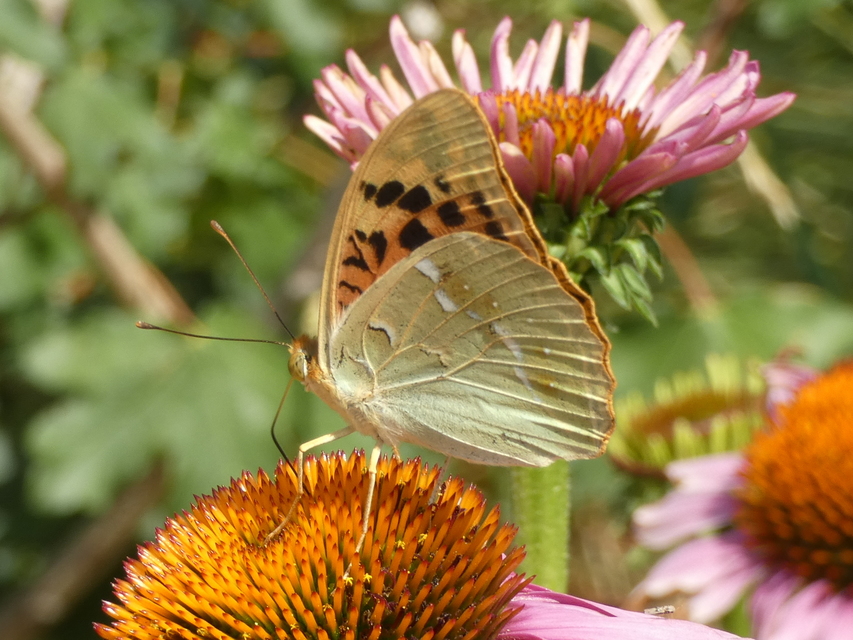 Argynnis pandora - zöldes gyöngyházlepke