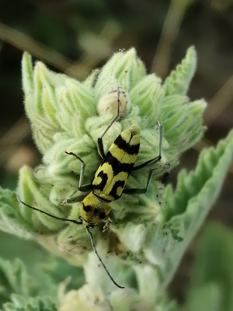 Chlorophorus varius - díszes darázscincér