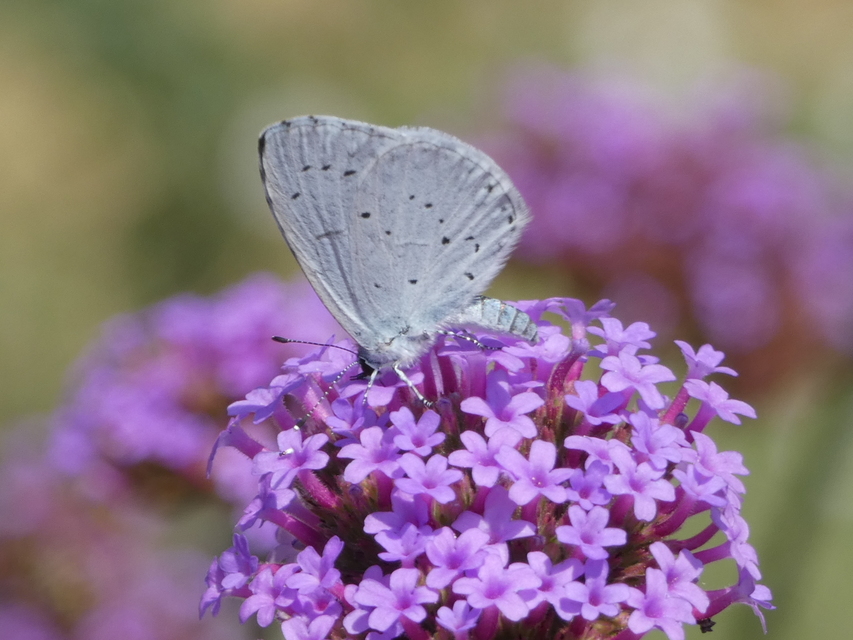 Celastrina argiolus - bengeboglárka