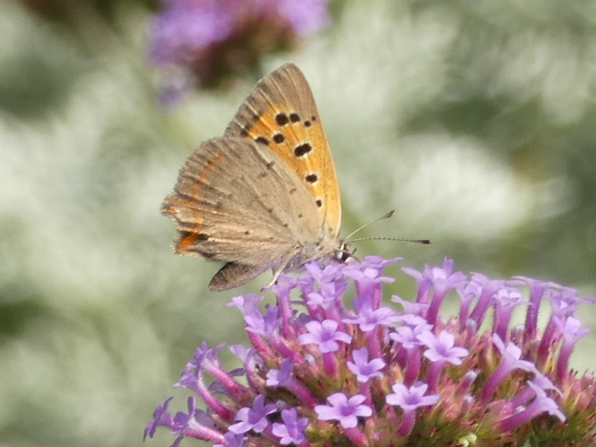 Lycaena phlaeas - közönséges tűzlepke