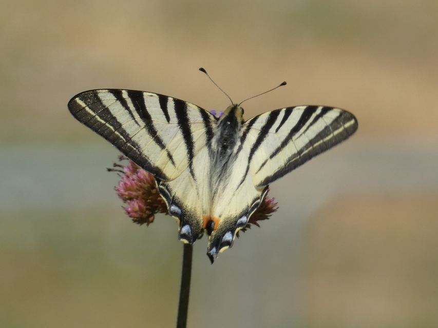 Iphiclides podalirius - kardoslepke