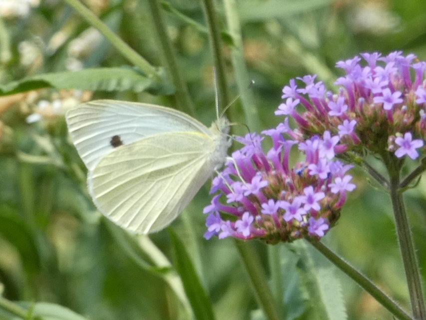 Pieris rapae - répalepke