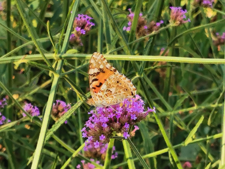 Vanessa cardui - bogáncslepke