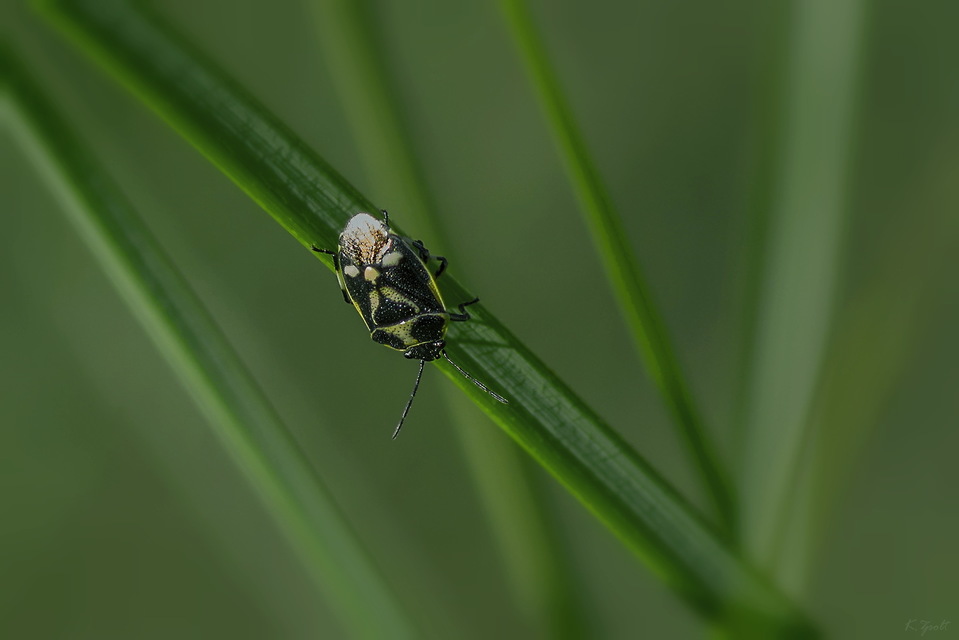 Eurydema oleracea - paréjpoloska Eurydema oleracea - paréjpoloska
