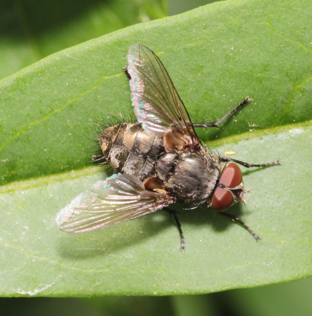 Pollenia