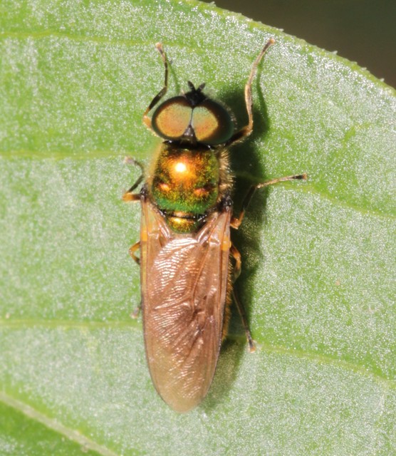 Chloromyia formosa - közönséges fémeslégy