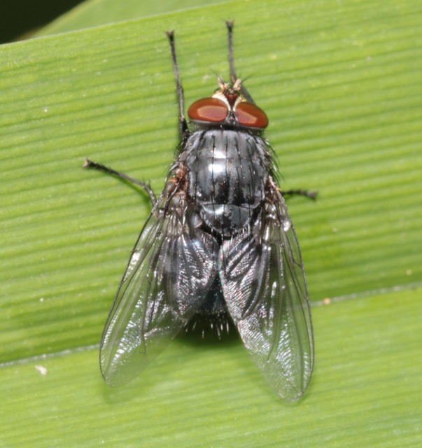 Calliphora