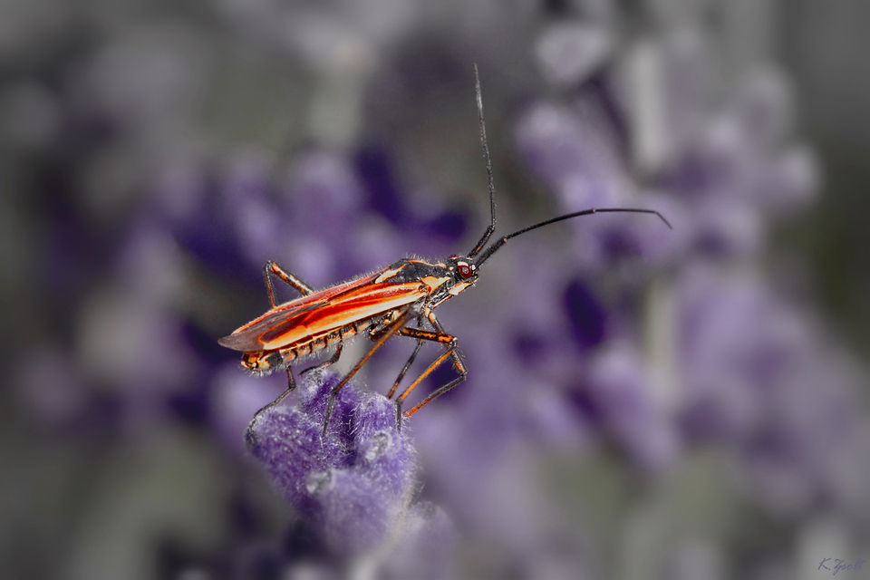 Leptopterna dolabrata - közönséges mezeipoloska
