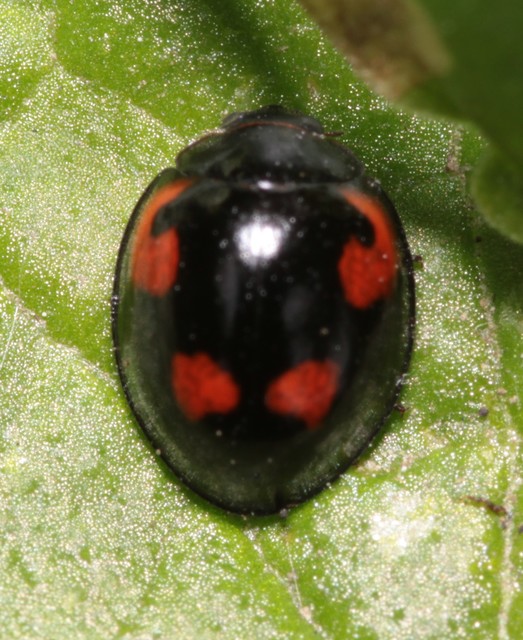 Exochomus quadripustulatus - négyfoltos szerecsenkata