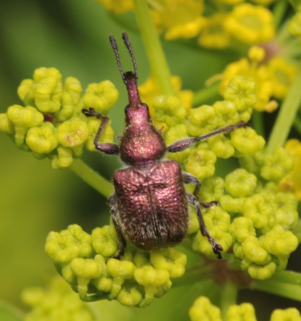 Rhynchites auratus - aranyos eszelény
