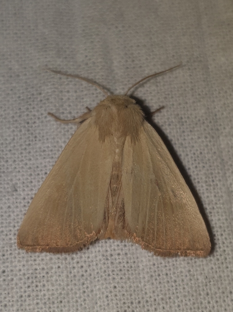Arenostola phragmitidis - selymes nádibagoly