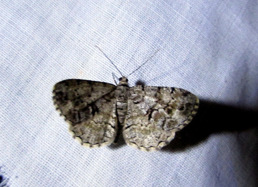Peribatodes secundaria - fenyő-faaraszoló