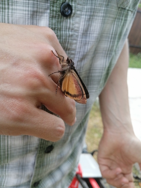 Noctua pronuba - nagy sárgafűbagoly