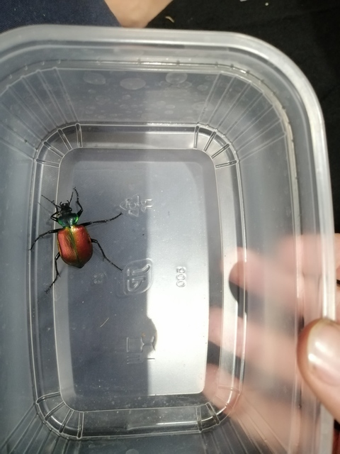 Calosoma sycophanta - aranyos bábrabló