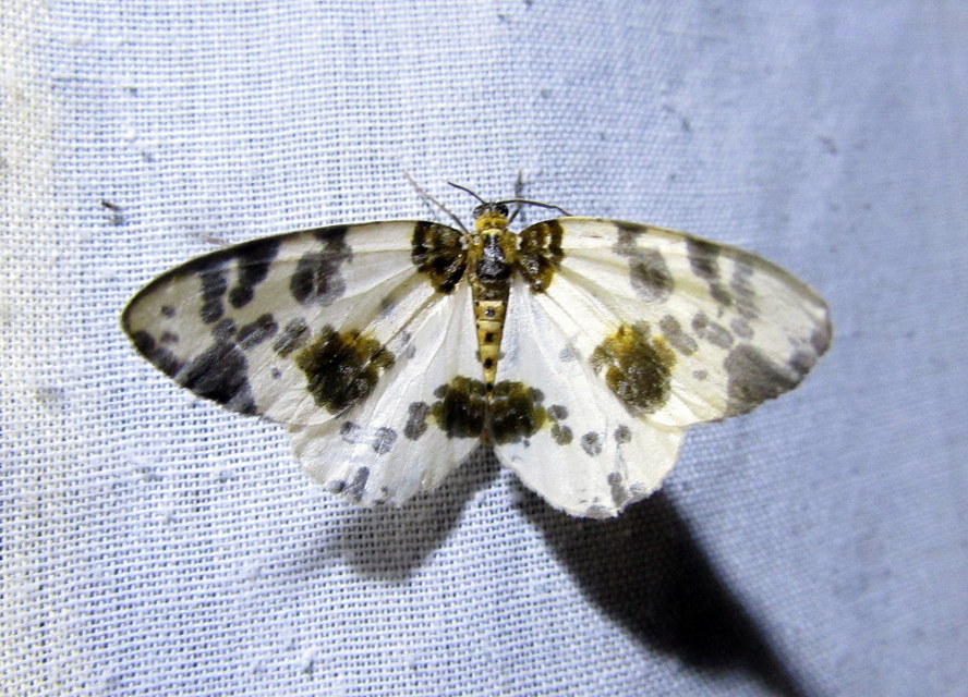 Abraxas sylvata - sárgafoltos araszoló