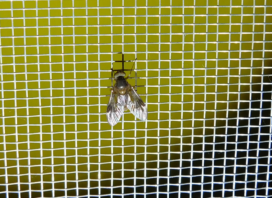 Chrysopilus luteolus