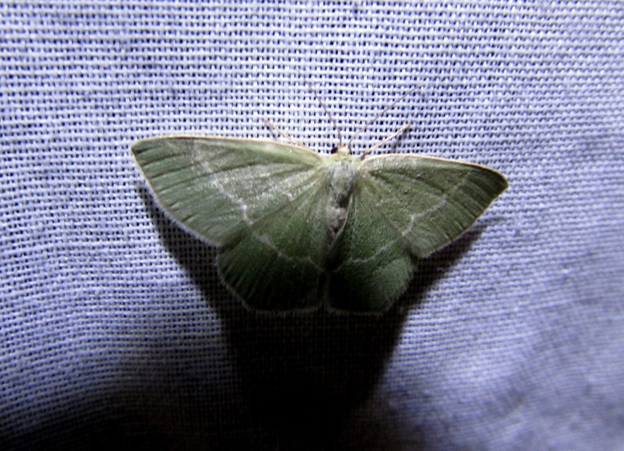 Chlorissa viridata - üdezöld araszoló