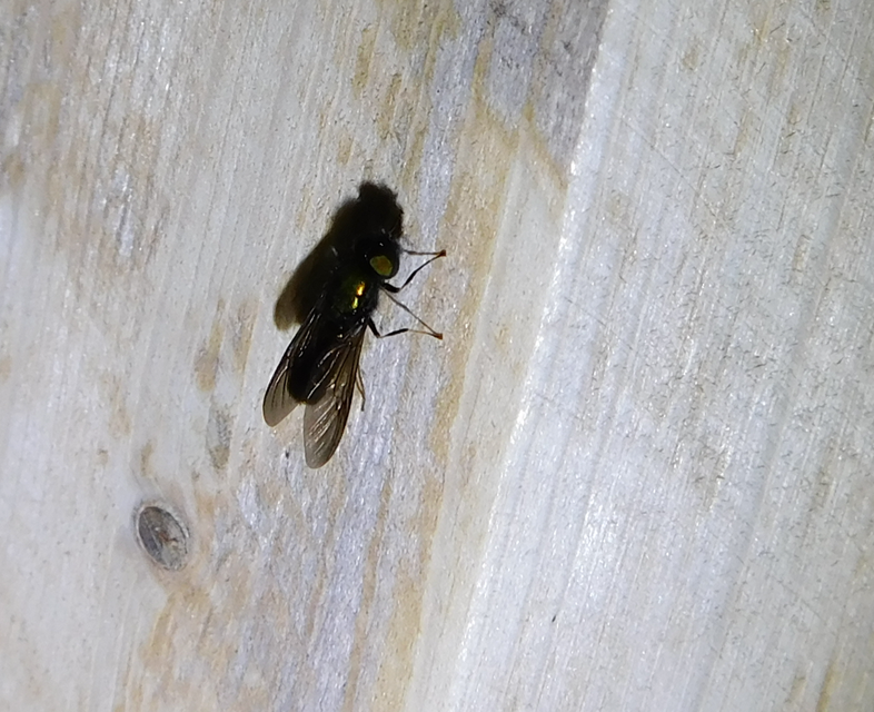 Chloromyia
