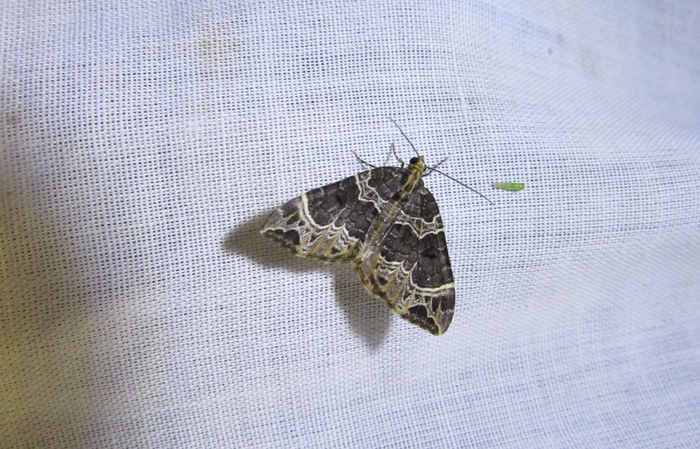 Ecliptopera silaceata - barna tarkaaraszoló