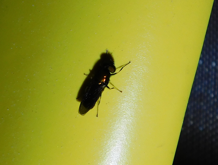 Chloromyia