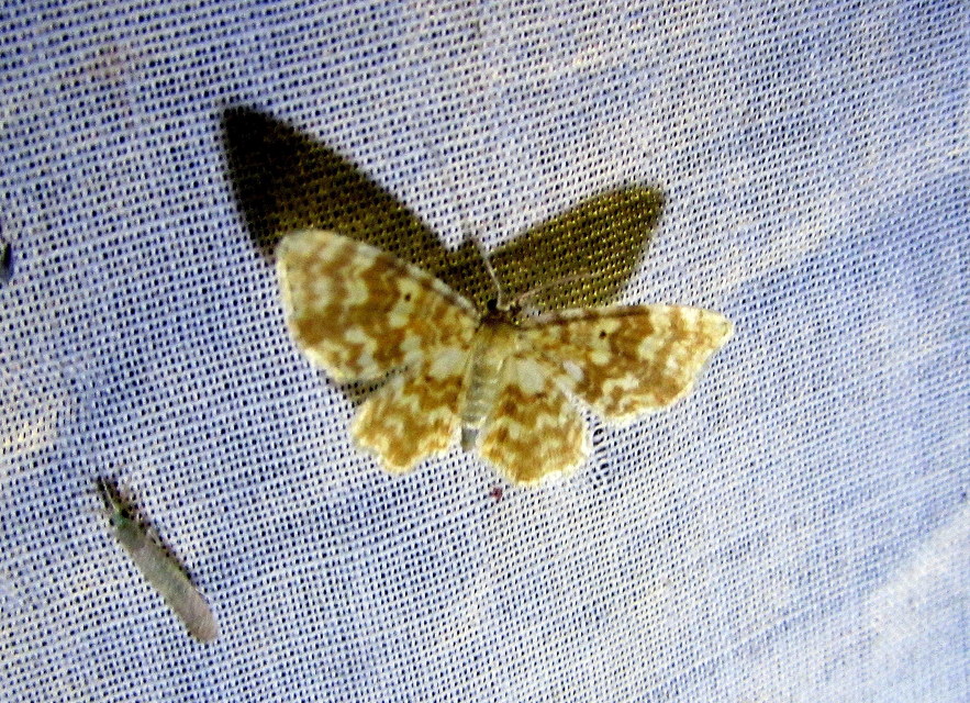 Hydrelia flammeolaria - narancssárga araszoló