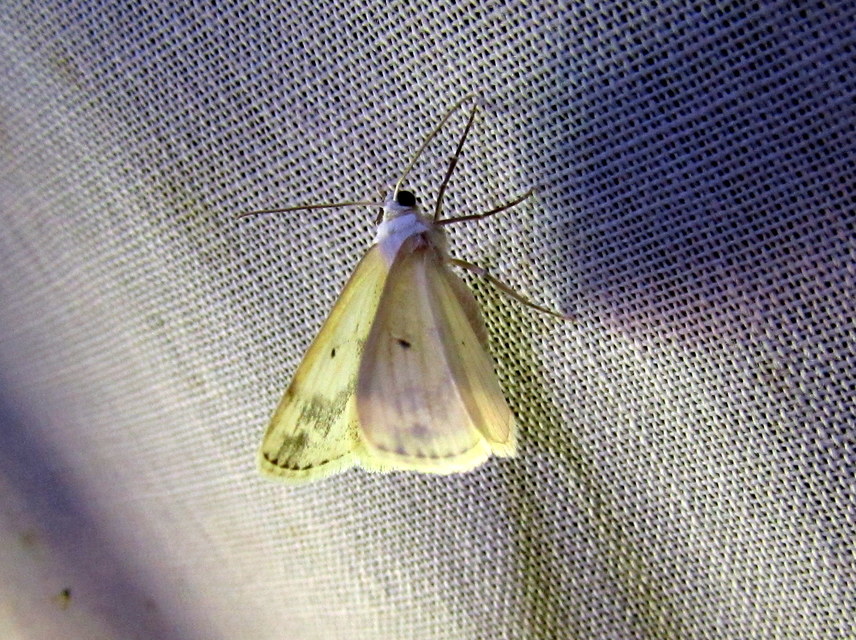 Lomographa temerata - foltos fehéraraszoló