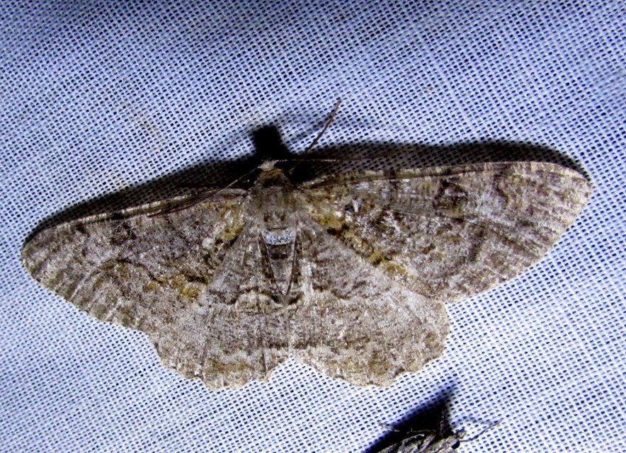 Alcis repandata - foltos faaraszoló