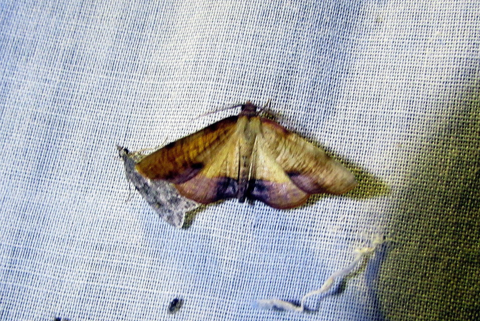 Plagodis dolabraria - baltaszárnyú araszoló