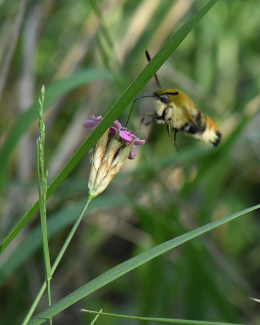 Hemaris tityus - pöszörszender Hemaris tityus - pöszörszender