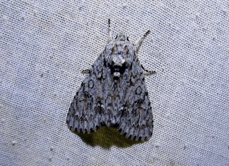 Acronicta aceris - vadgesztenye-szigonyosbagoly
