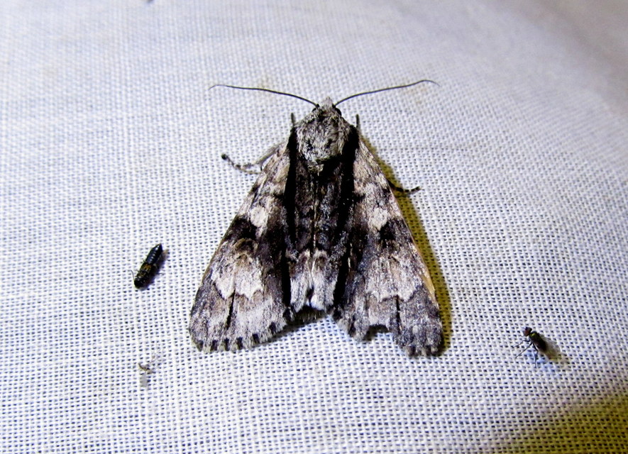 Acronicta alni - éger-szigonyosbagoly