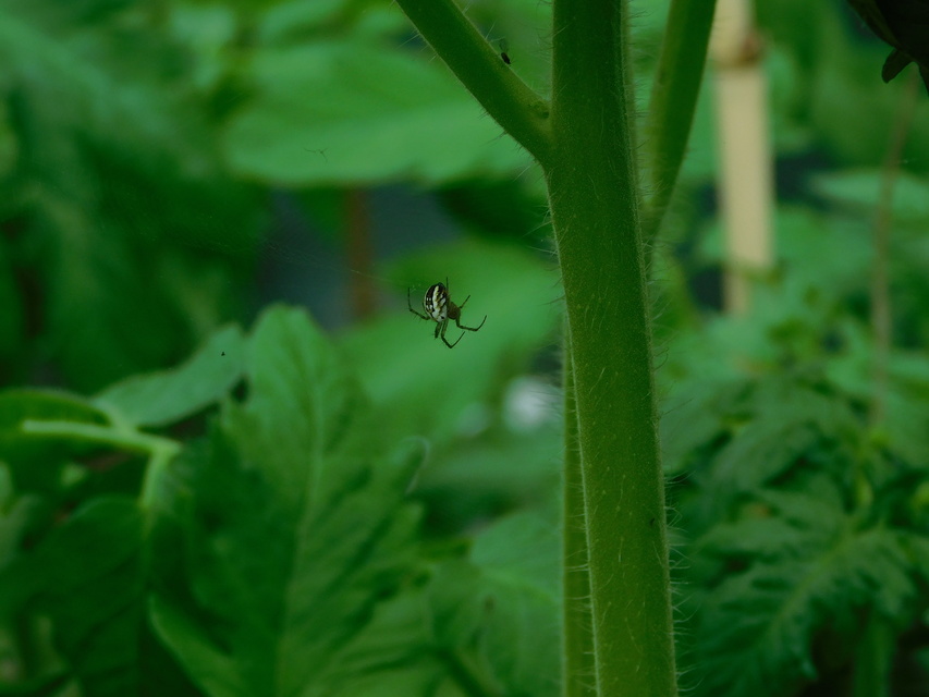 Mangora acalypha - réti keresztespók