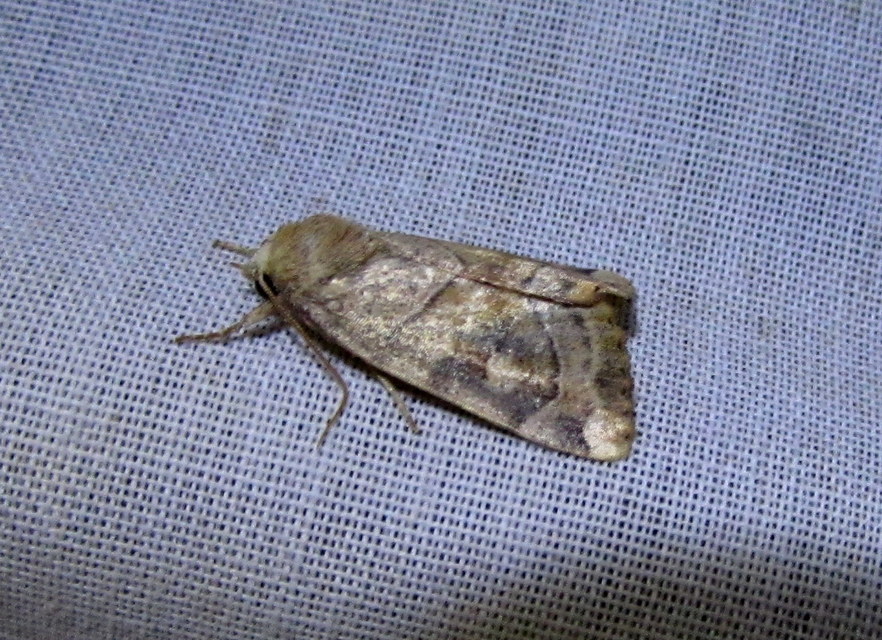 Cosmia trapezina - közönséges lombbagoly