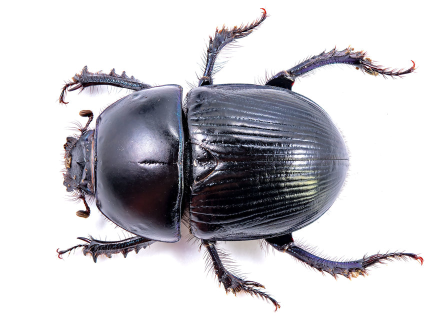 Geotrupes spiniger - közönséges álganéjtúró