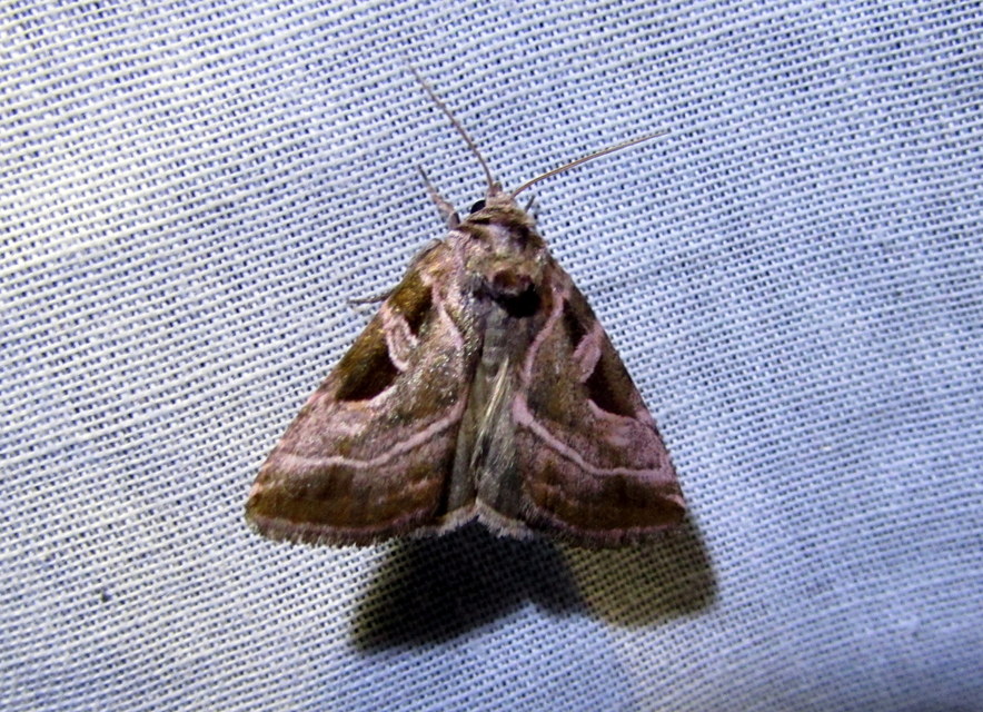 Eucarta virgo - mocsári ametisztbagoly