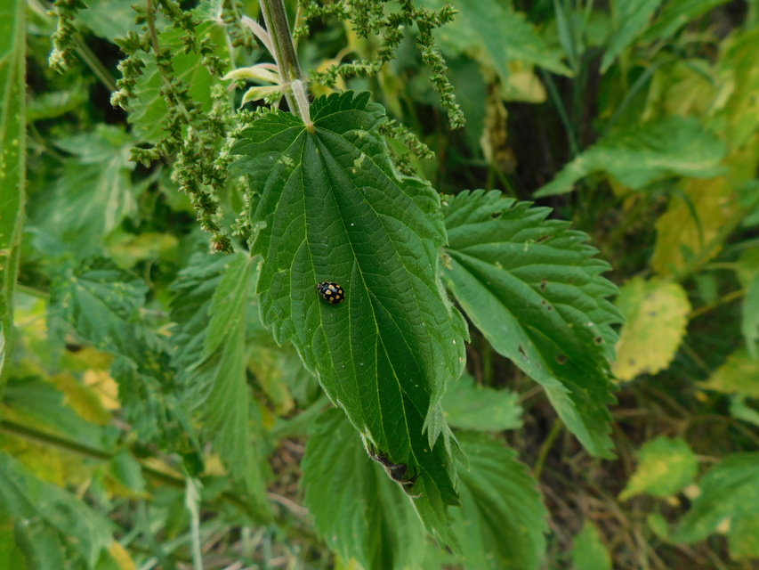 Propylea quatuordecimpunctata - tizennégypettyes füsskata