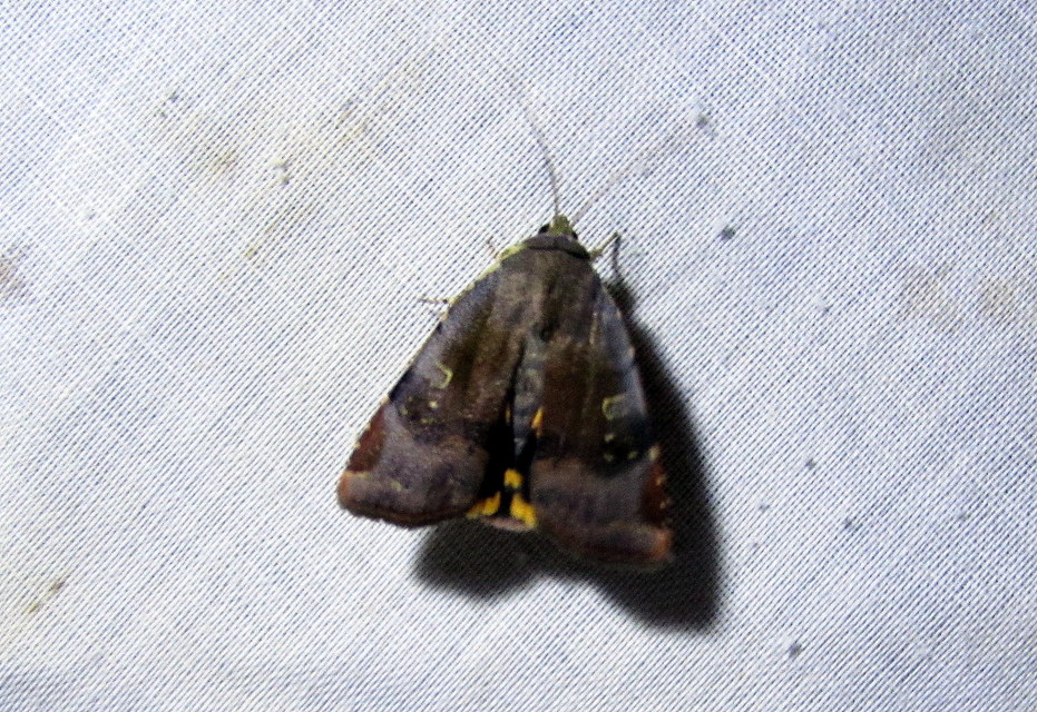 Noctua janthe/janthina