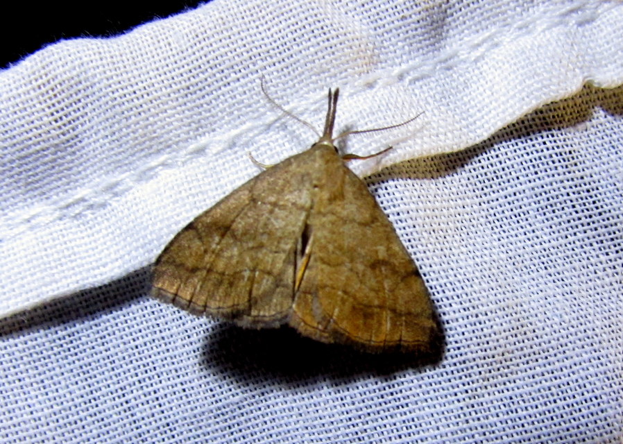 Polypogon gryphalis - láperdei karcsúbagoly