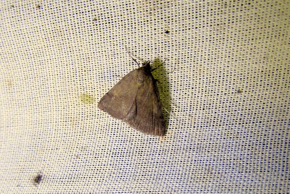 Phytometra viridaria - pirossávos bagoly