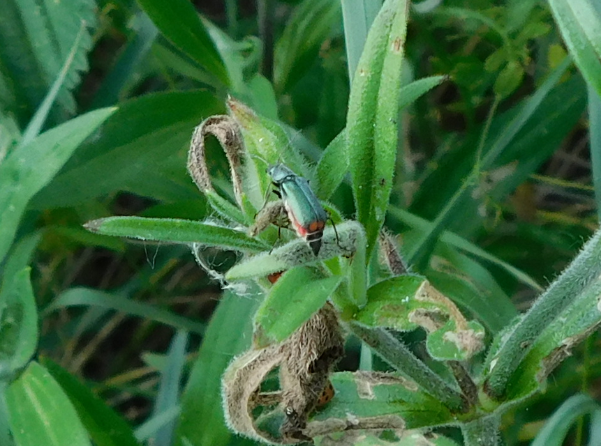 Clanoptilus