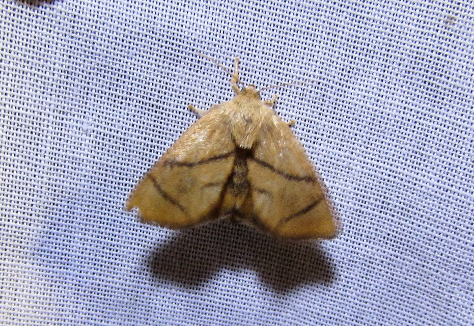 Apoda limacodes - kagylólepke