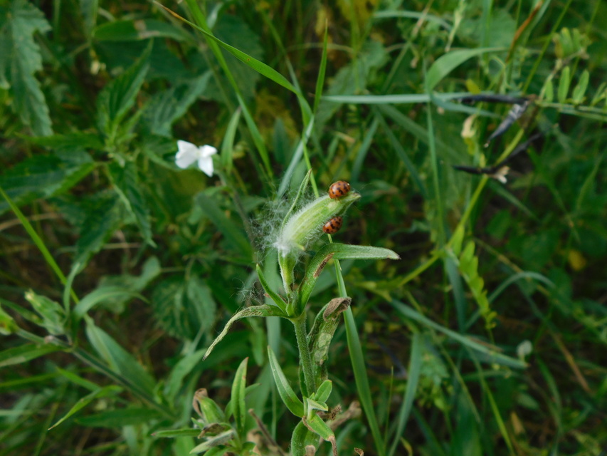 Subcoccinella vigintiquatuorpunctata - lucernaböde