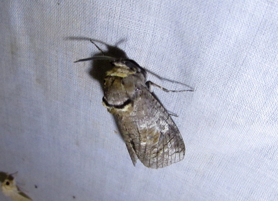 Cossus cossus - fűzfarontólepke