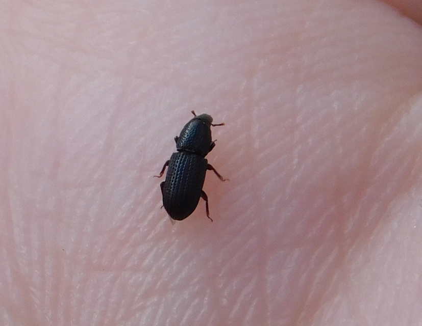 Brachytemnus porcatus - négyzetestorú szúormányos
