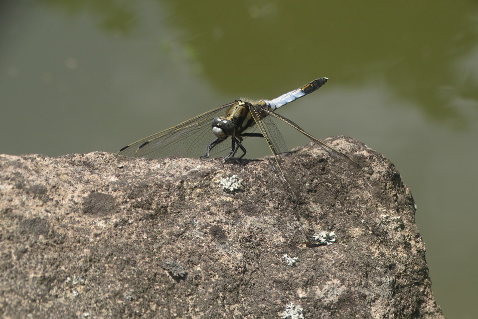 Orthetrum albistylum - fehérfarkú pásztorszitakötő