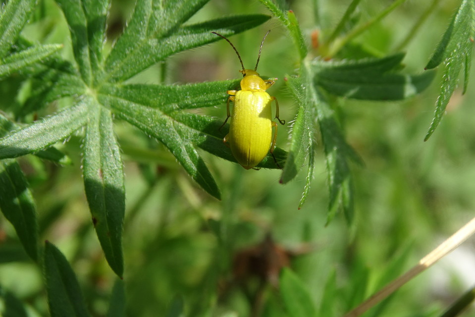 Cteniopus sulphureus - közönséges kénbogár