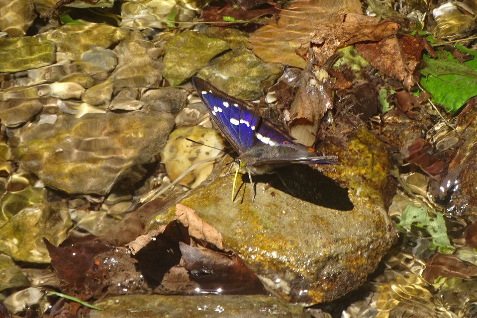 Apatura iris - nagy színjátszólepke