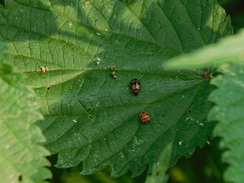 Lebia cruxminor - keresztes cserjefutó